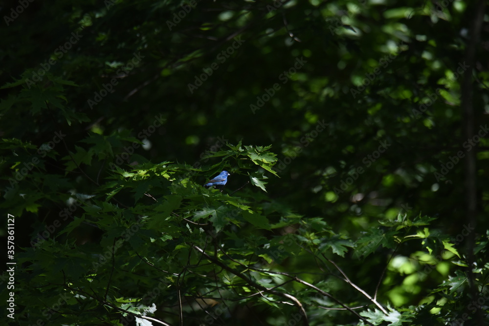 An indigo bunting in the woods