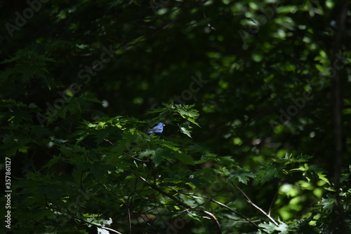 An indigo bunting in the woods