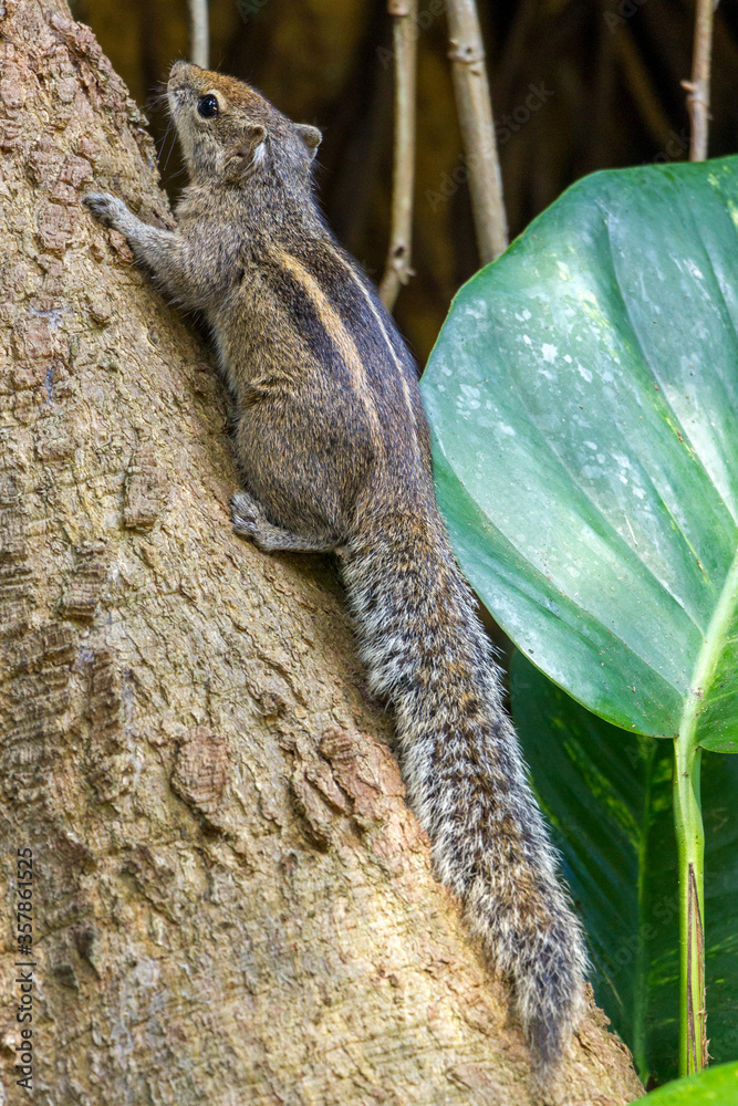 Layard's palm squirrel