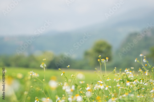 Fototapeta Naklejka Na Ścianę i Meble -  Close up flowers on green meadow in summer. Background with summer grasses and flowers on field