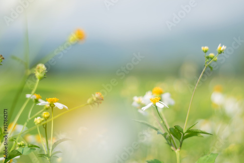 Close up flowers on green meadow in summer. Background with summer grasses and flowers on field