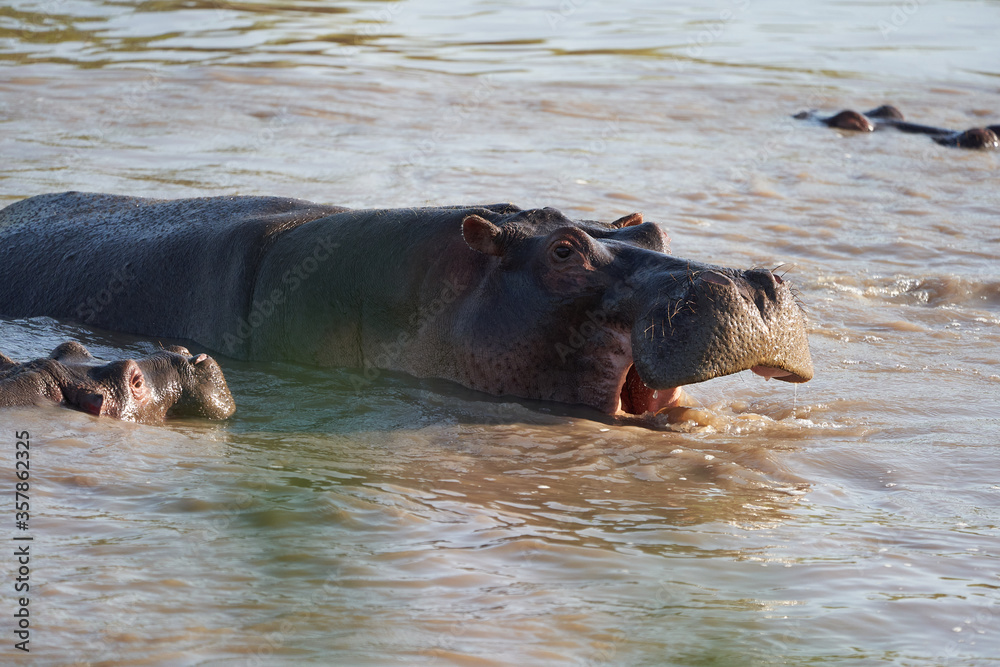Hippo Hippopotamus amphibious Africa Safari Portrait Water Hippo Hippopotamus amphibious Africa Safari Portrait Water