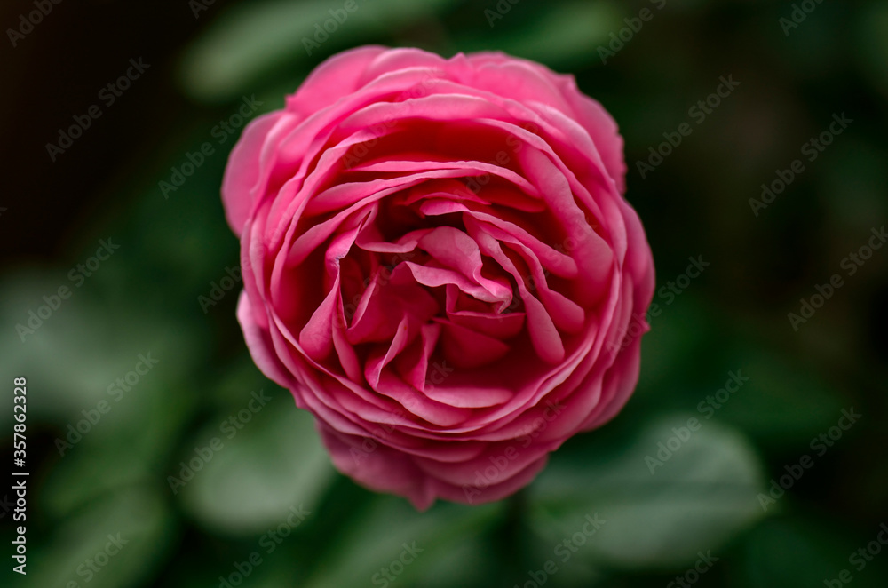 fresh raspberry rose close-up macro fresh raspberry rose close-up macro