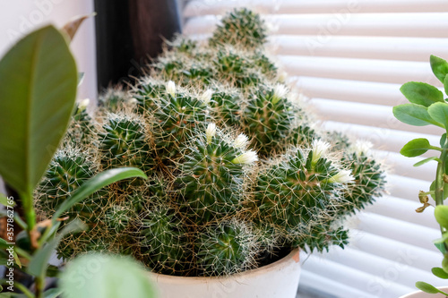 Cactus blooms with white flowers. Plant on the windowsill