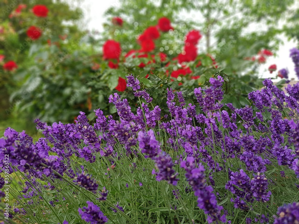 Obraz premium field of flowers