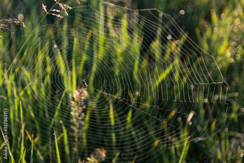 A spider's web strung between grass stalks on the meadow.