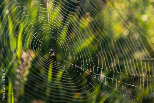 Closeup photo of a spider's web, strung between grass stalks on the meadow.