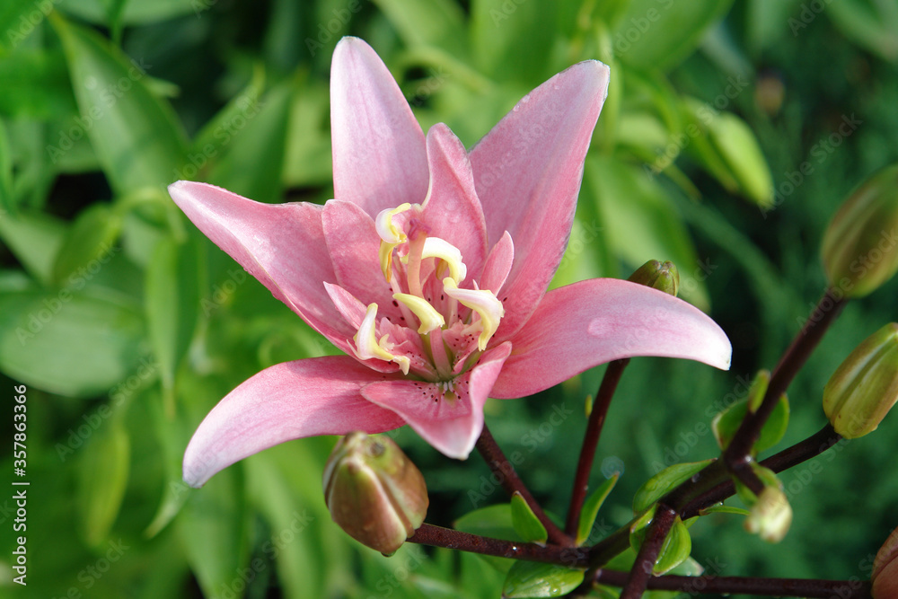 A close up of pink double lily of the 'Candy Blossom' variety (Asiatic hybrid), natural green background. A rosy pink lily with starry-like petals and 'whipped cream' tips on the interior petaloides