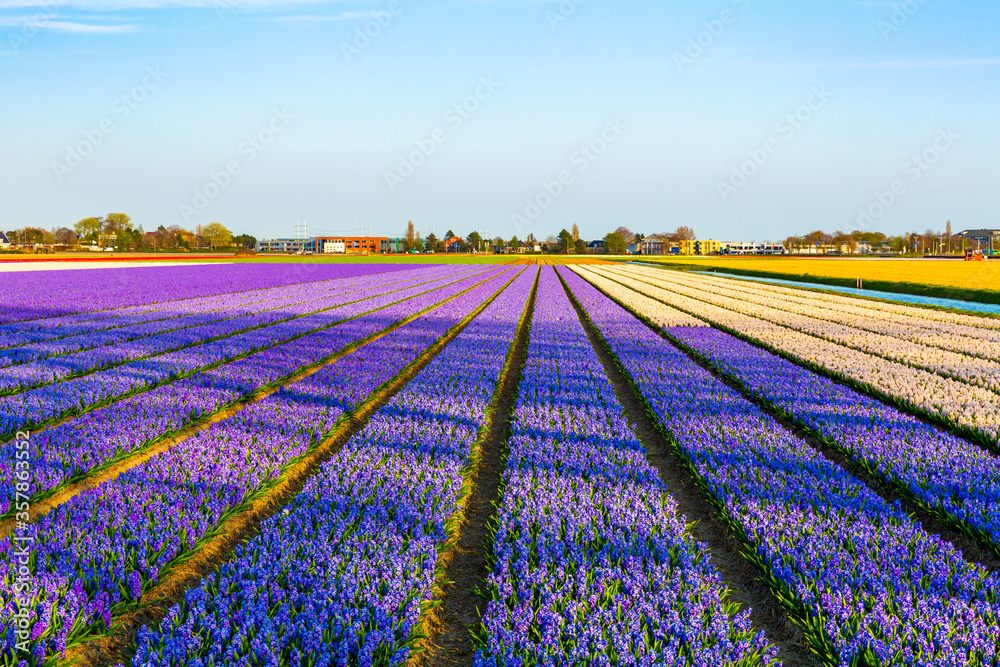 purple blue lavender flower field in the Netherlands landscape photo