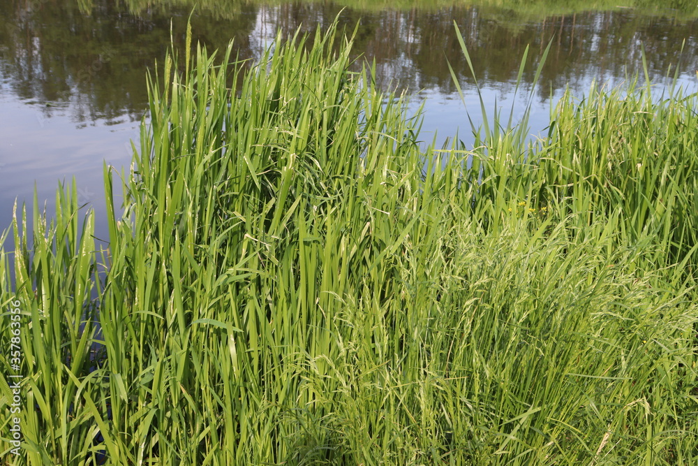 bog area with reeds and green spikes bog area with reeds and green spikes