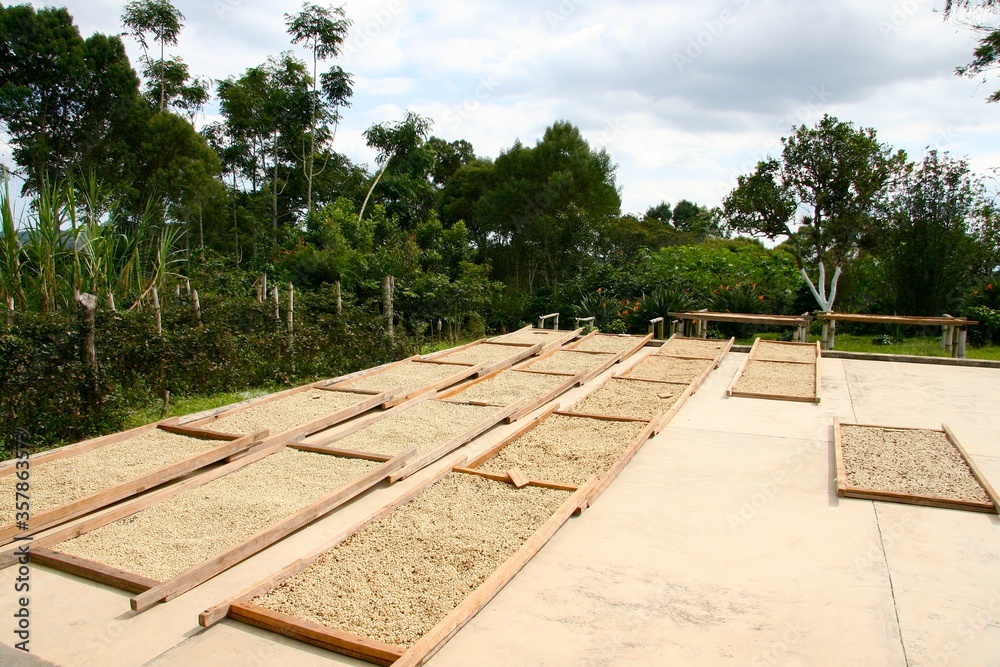 Coffee beans washing and drying procedure