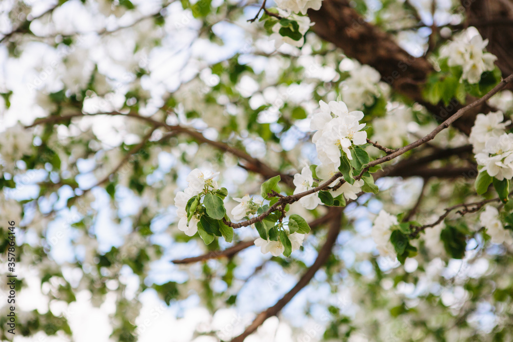Sakura Flower or Cherry Blossom With Beautiful Nature Background Sakura Flower or Cherry Blossom With Beautiful Nature Background