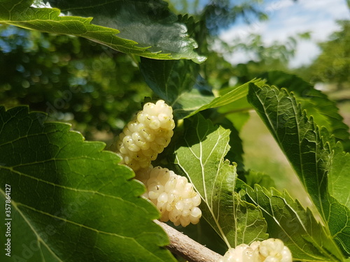 white berry