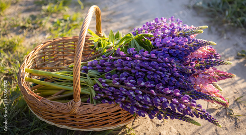 Wicker basket with lupine flowers