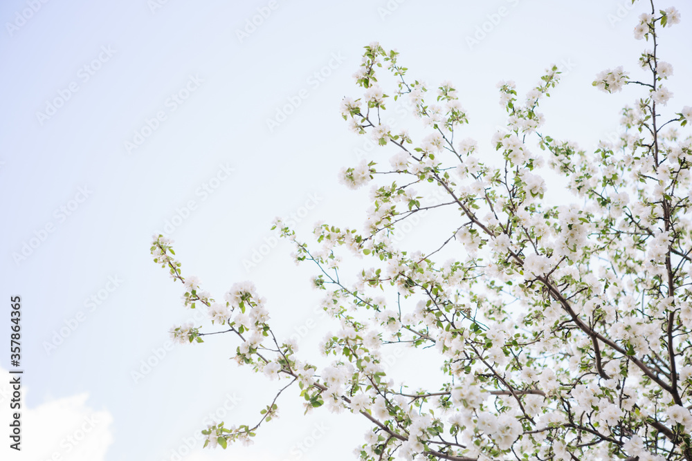Sakura Flower or Cherry Blossom With Beautiful Nature Background Sakura Flower or Cherry Blossom With Beautiful Nature Background