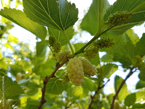 white berry