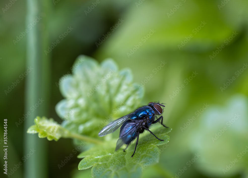 Blowfly or Calliphora uralensis is a species of fly from genus Calliphora, family Calliphoridae Blowfly or Calliphora uralensis is a species of fly from genus Calliphora, family Calliphoridae
