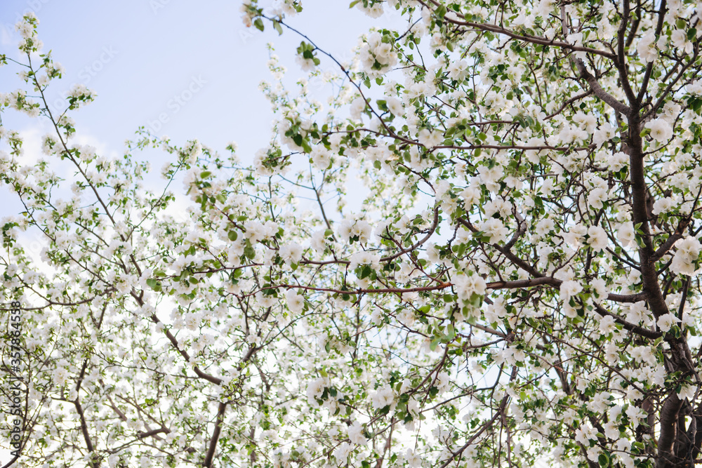 Sakura Flower or Cherry Blossom With Beautiful Nature Background Sakura Flower or Cherry Blossom With Beautiful Nature Background