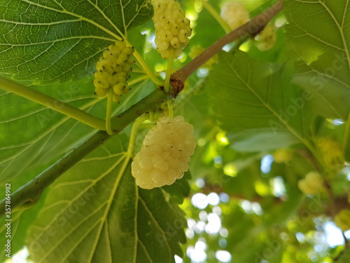 white mulberry
