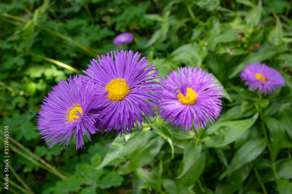 Erigeron-Hybride pink flowers. Beautiful flowers in the garden.