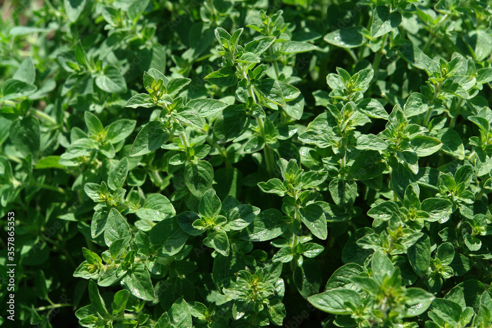 A close up of oregano plants (Origanum vulgare) covered with dew, growing in the garden, selective focus A close up of oregano plants (Origanum vulgare) covered with dew, growing in the garden, selective focus