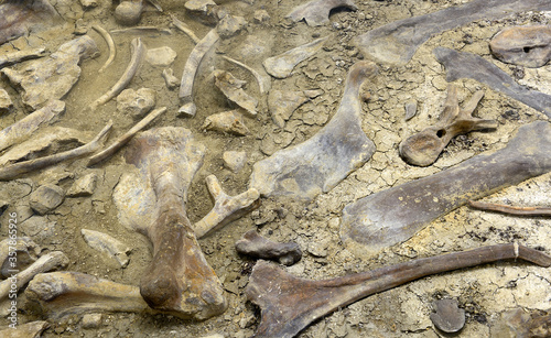 Photography Bones of prehistoric animals of the Dinosaur Provincial Park in the Canadian Bad