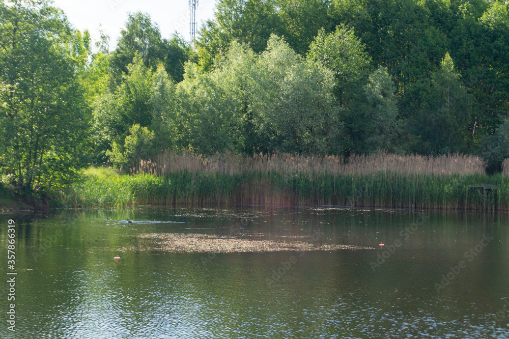 small lake in the forest on a summer sunny day