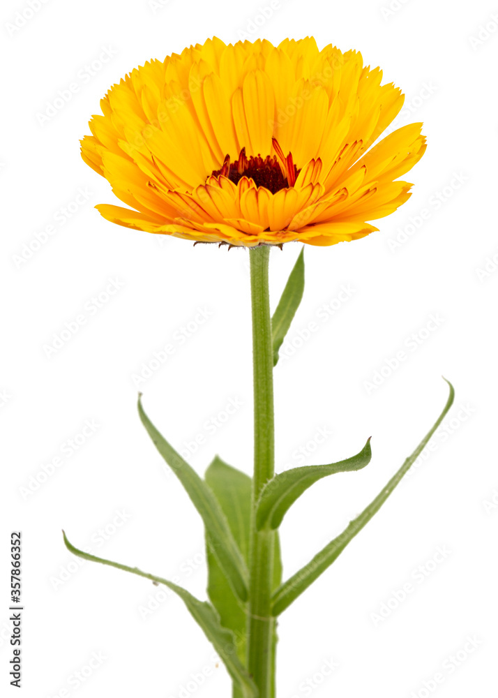 Orange flower of calendula, isolated on white background Orange flower of calendula, isolated on white background