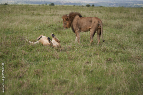 Lion and Lioness Kenya Safari Savanna Mating