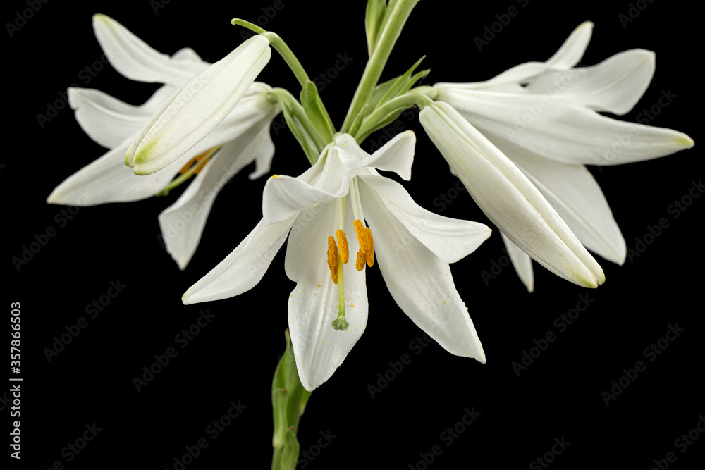 Fototapeta premium White flower of lily, isolated on black background