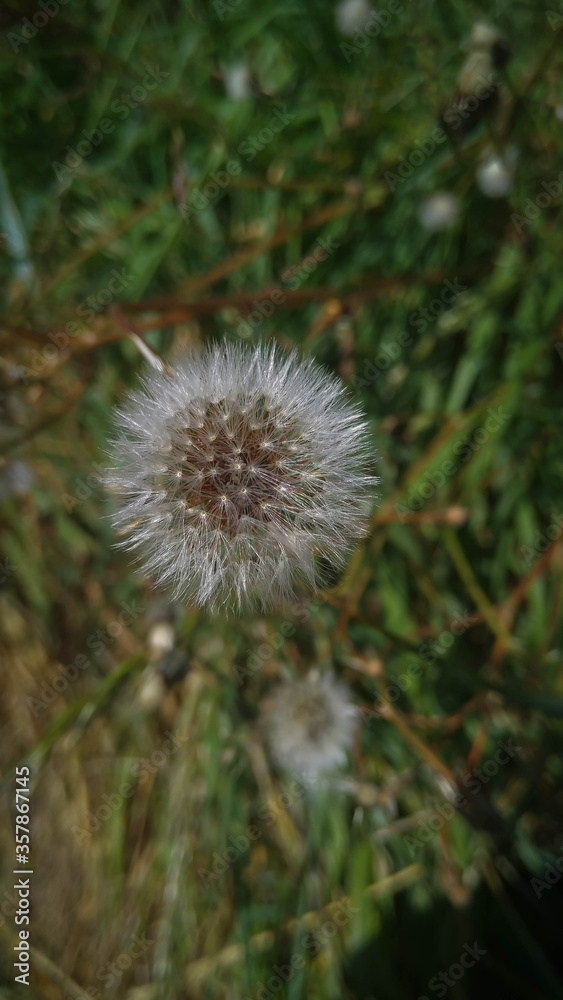 Fototapeta premium Stylish modern nature background with dandelion flower. Trendy floral green background.