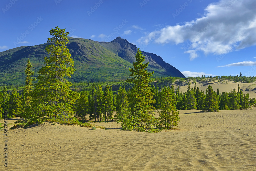 Carcross Desert, located near Carcross, Yukon, Canada, is often