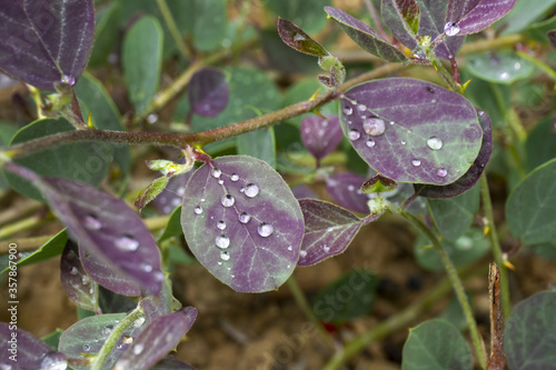Water drops in human shape on wild flower leaf. Natural background, environment protection concept. Botanical species.
