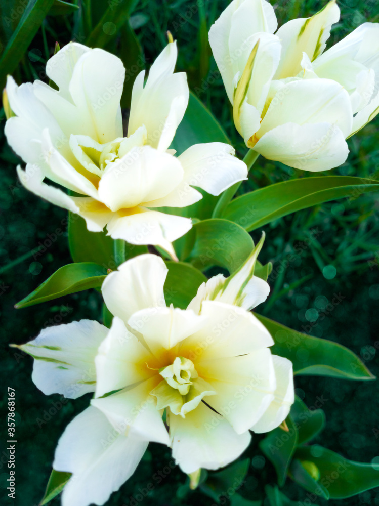 Three unusual varieties of white tulips like water lilies. A contrasting image with delicate bokeh. Vertical orientation. Three unusual varieties of white tulips like water lilies. A contrasting image with delicate bokeh. Vertical orientation.