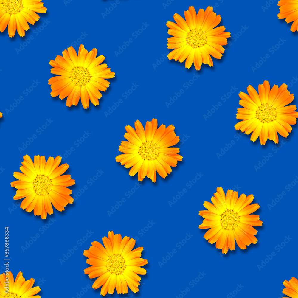 Seamless pattern of calendula flowers on a bright blue background. Natural floral background. Seamless pattern of calendula flowers on a bright blue background. Natural floral background.