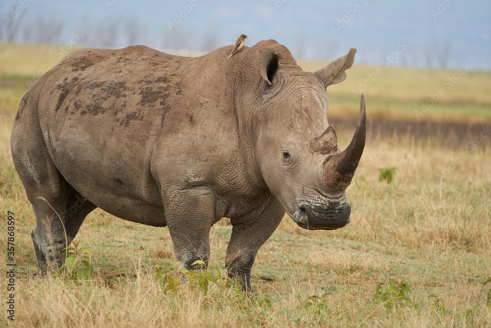 Rhino - Rhinoceros with Bird White rhinoceros Square-lipped rhinoceros Ceratotherium simum Rhino - Rhinoceros with Bird White rhinoceros Square-lipped rhinoceros Ceratotherium simum