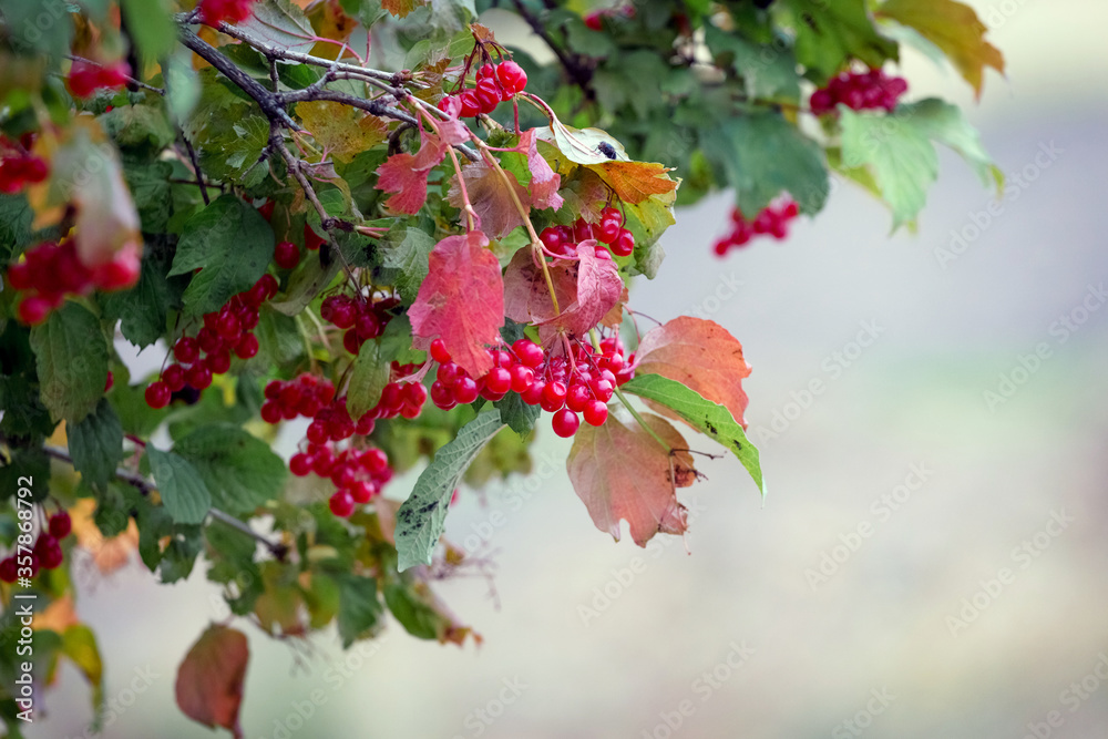 Viburnum bush with red berries and colorful autumn leaves Viburnum bush with red berries and colorful autumn leaves
