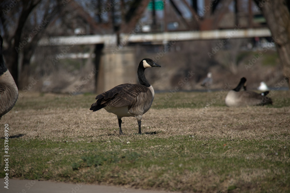 canadian goose on the grass canadian goose on the grass
