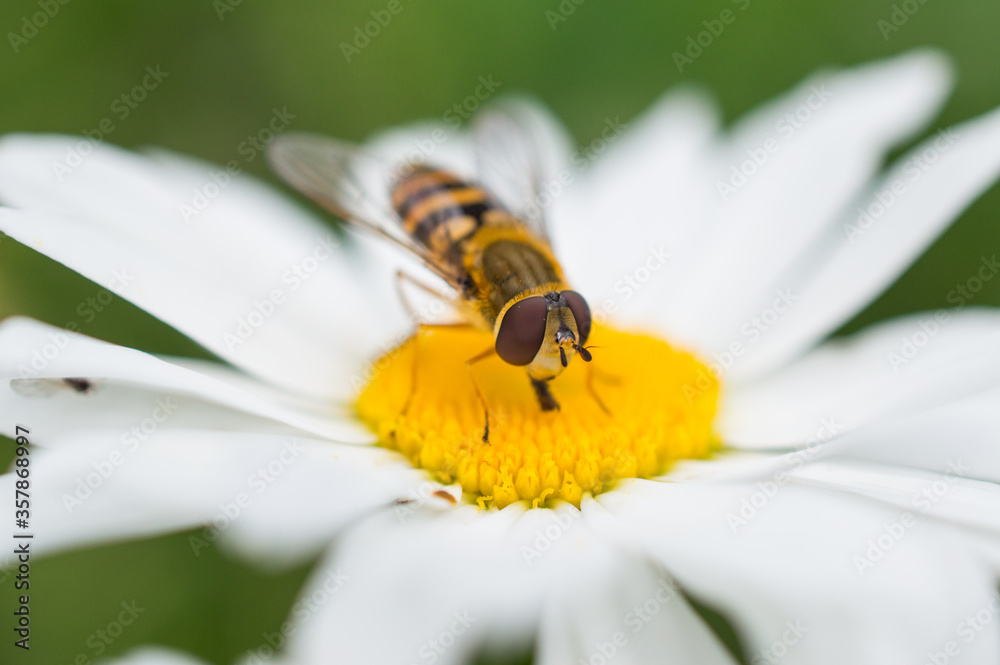 Bee Bee