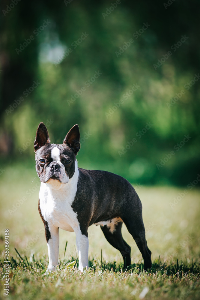 Boston terrier dog female outside. Dog in beautiful red and yellow park outside.	
