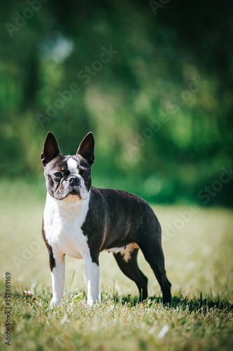 Boston terrier dog female outside. Dog in beautiful red and yellow park outside. 