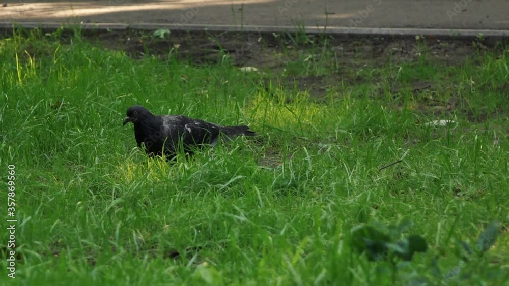 pigeon walks on the grass and looks for food pigeon walks on the grass and looks for food