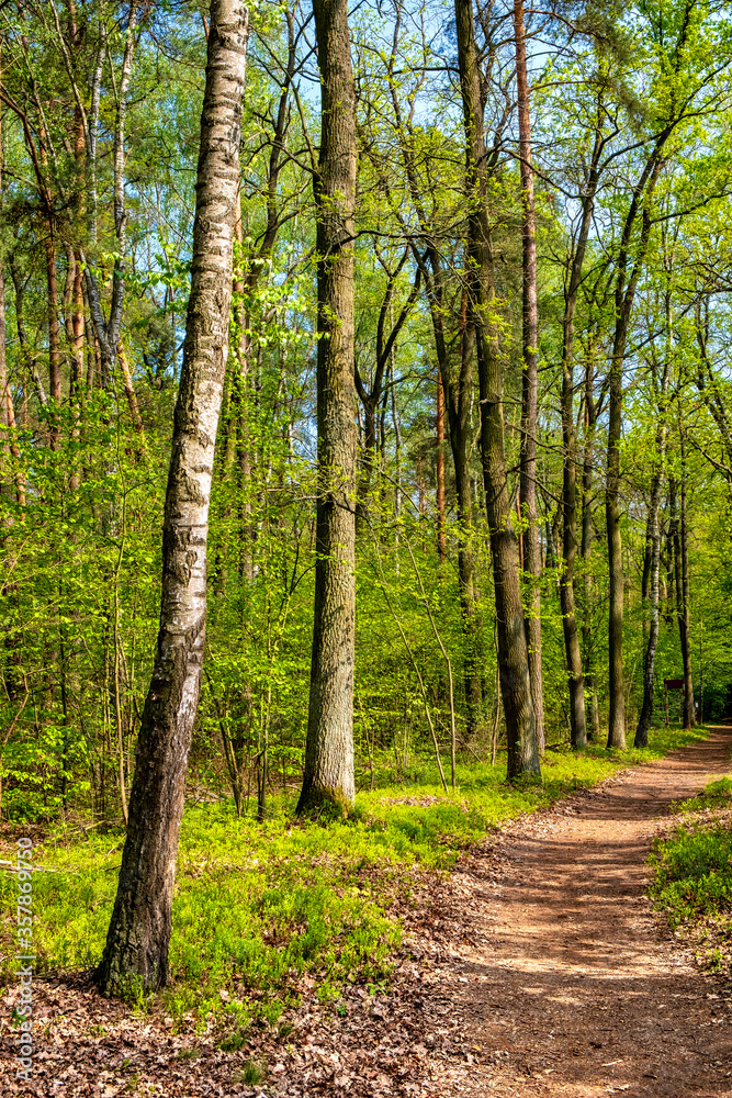Naklejka premium Spring landscape of mixed European forest thicket in Czarna River nature reserve near Piaseczno town in Mazovia region of Poland