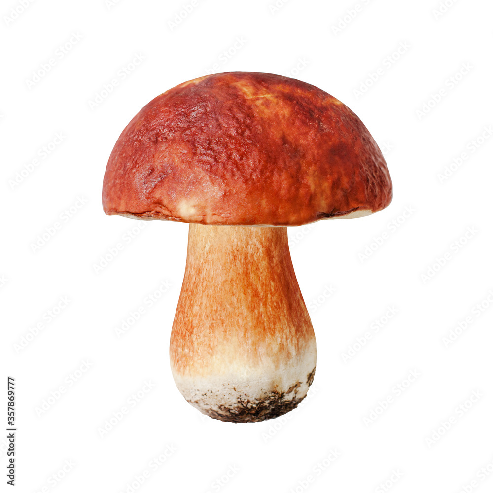 One whole edible mushroom on white background isolated close up, boletus edulis, beautiful brown cap boletus, penny bun, cep, porcino or porcini, fungi, white fungus, forest plant, delicatessen food One whole edible mushroom on white background isolated close up, boletus edulis, beautiful brown cap boletus, penny bun, cep, porcino or porcini, fungi, white fungus, forest plant, delicatessen food