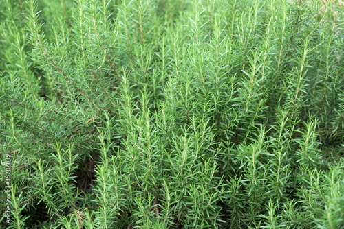 Big green Origano bush - close up