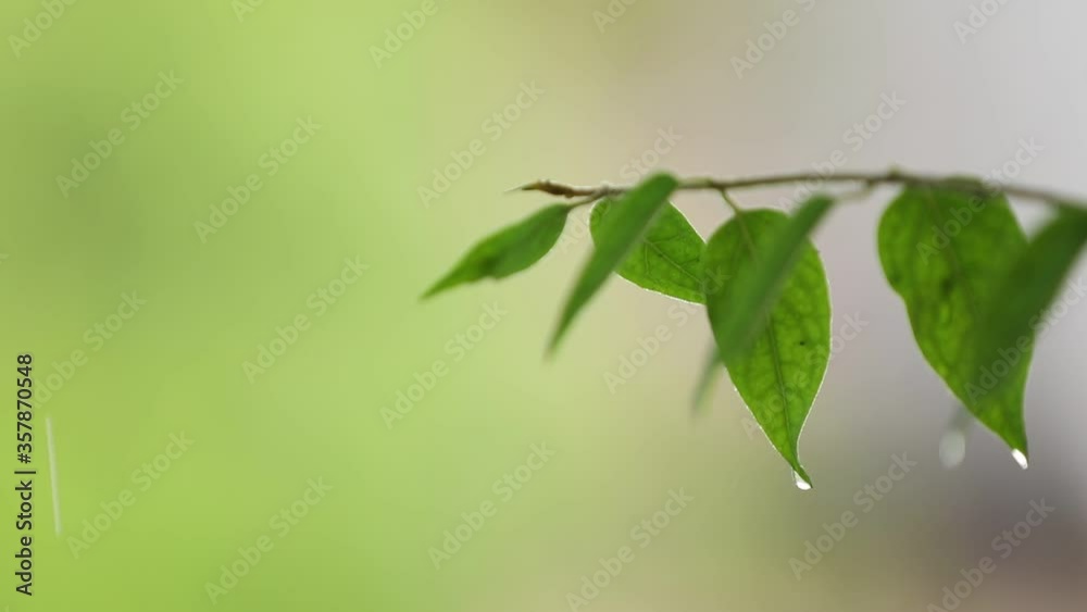 Flowing rain water on fresh green leaf Flowing rain water on fresh green leaf