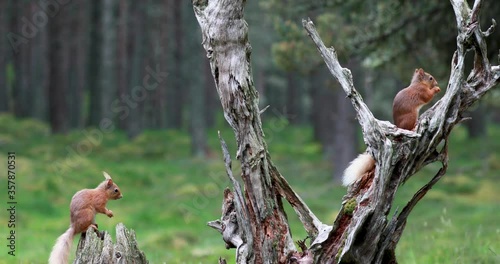 Red squirrel, Sciurus vulgaris, wide view within heather/woodland landscape with white tail in Scotland, cairngorms national park. searching and eating.