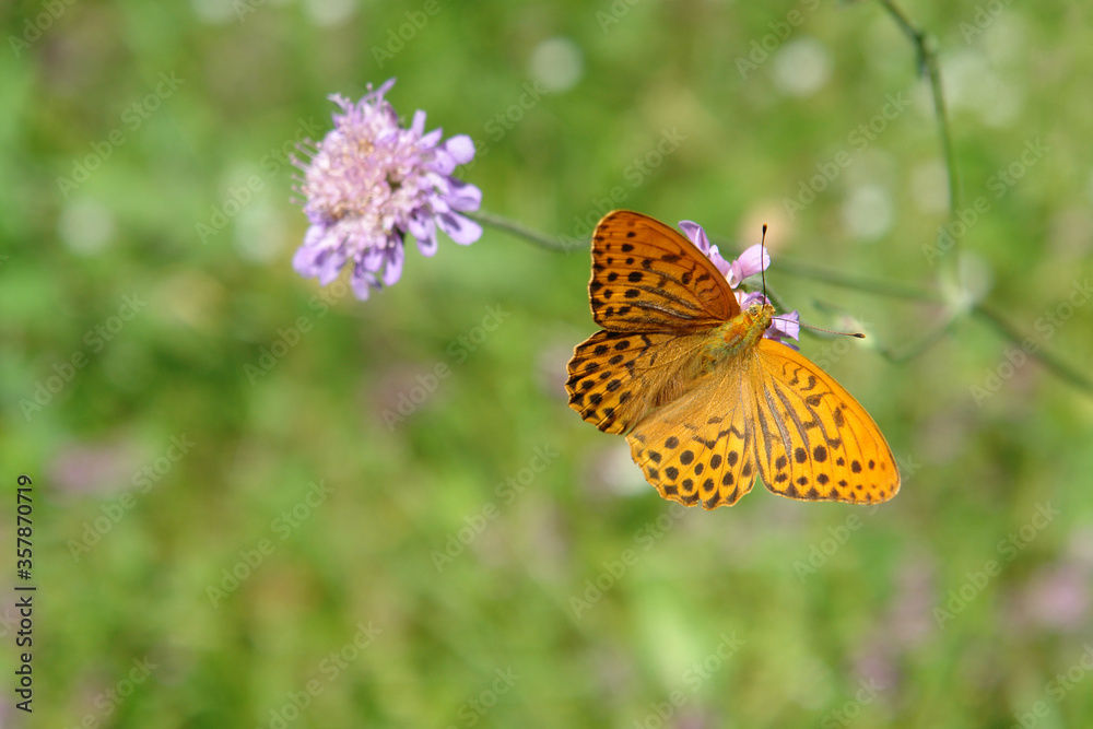 A close up of male of Argynnis paphia (silver-washed fritillary butterfly) on a pale purple flower of field scabious, top view. Deep orange butterfly with black spots on the upperside of wings A close up of male of Argynnis paphia (silver-washed fritillary butterfly) on a pale purple flower of field scabious, top view. Deep orange butterfly with black spots on the upperside of wings