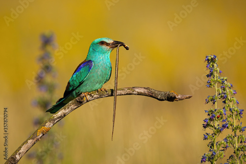 European roller, coracias garrulus, sitting between flowers and holding dead grass snake in summer from side view. Wild bird perching in nature at sunrise.