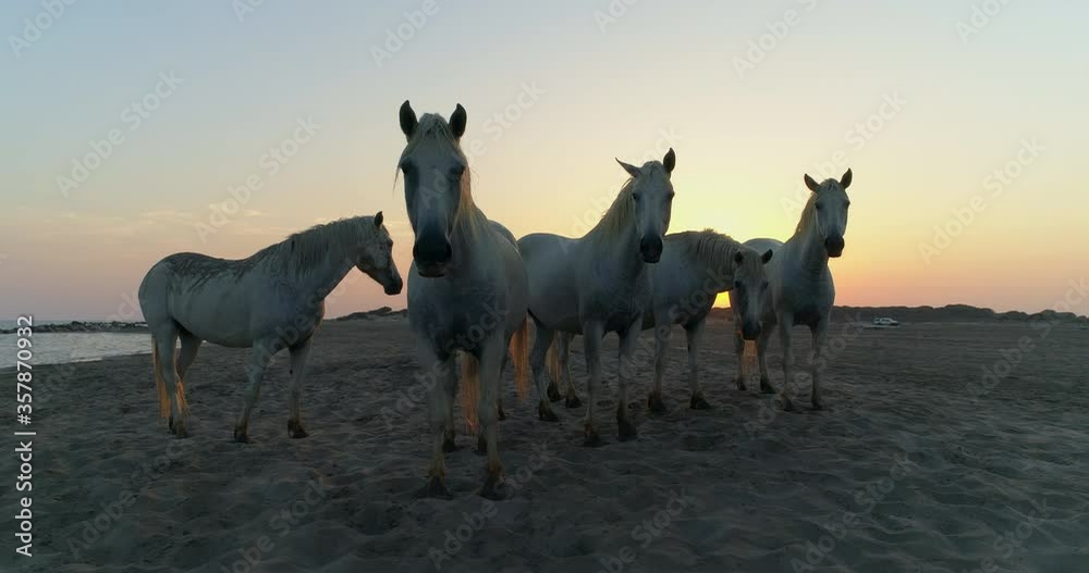 Aerial: Drone panning over white horses at beach against orange sky during sunset - Camargue, France Aerial: Drone panning over white horses at beach against orange sky during sunset - Camargue, France